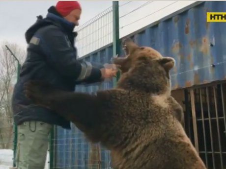 У Росії на аеродромі живе бурий ведмідь