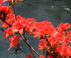 Удивительная весна: в Китае зацвело более 5 миллионов растений