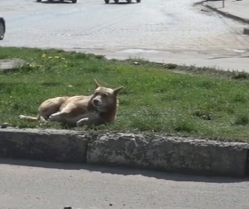 Зграя собак покусала жінку в Чернівцях