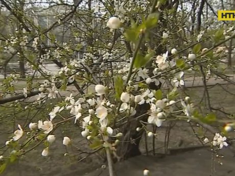 В Україну, нарешті, прийде тепло та сонячна погода