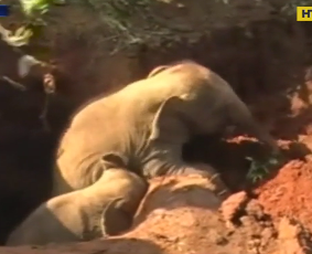 На Шри-Ланке спасали маленьких слонов, которые упали в яму