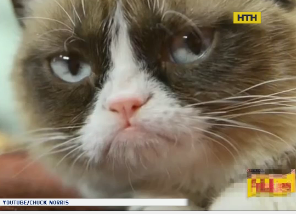 Умерла Гремпи Кэт - самая сердитая кошка в интернете