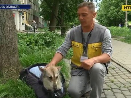 На Львівщині волонтери рятують життя собаці Майї