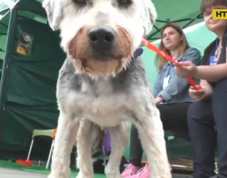 В Луцьку провели фестиваль безпритульних собак