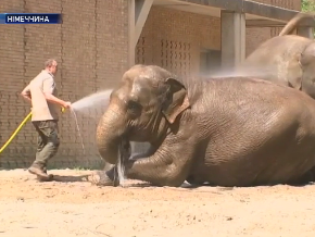 В берлинском зоопарке водными процедурами животных спасают от жары