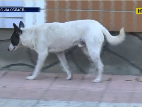 На Полтавщині зграя бездомних псів до смерті загризла чоловіка