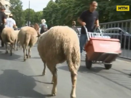 Стадо овец паслось и объедало кусты в самом сердце Парижа