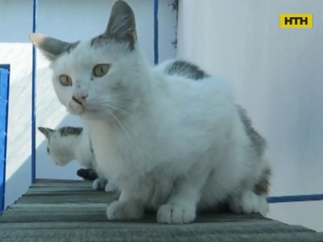 В Одессе после расформирования колонии на улице оказалось более 40 котов