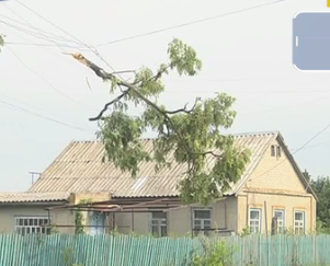 Негода на Запоріжжі: зламані дерева, зірвані дахи та обірвані лінії електромереж