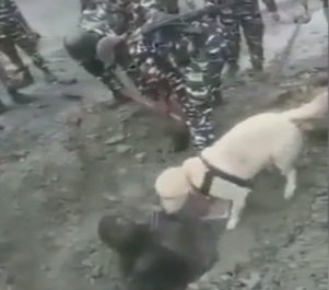 Собака спасла бездомного, которого засыпало землей, в Индии