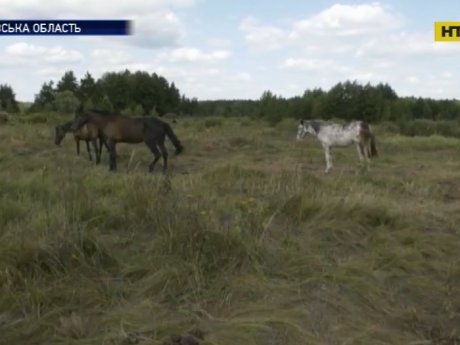 У Харкові розслідують трагічну смерть дівчинки на пасовищі