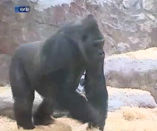 В столичном зоопарке празднуют 45-летие гориллы Тони