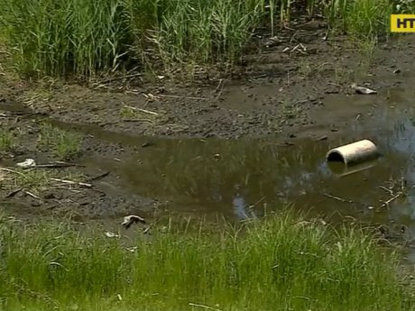 В Киевских озерах гибнет рыба и птицы, которые пили воду