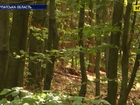 На Закарпатті чоловік загинув на полюванні