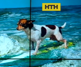 100 собак-серферів змагалися на пляжі Каліфорнії