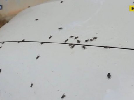 Миллионы мух превратили в ад жизнь жителей села в Челябинской области России