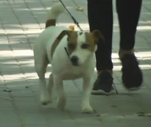 У Вінниці встановили вбиральні з безкоштовними біопакетами для собак