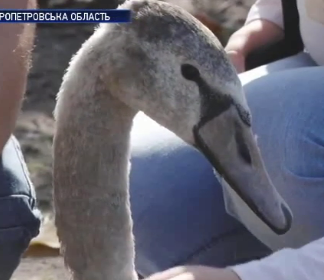 Родина з Дніпропетровщини врятувала пораненого лебедя