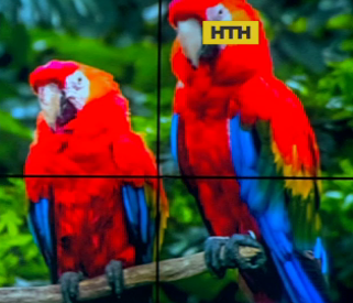 В Луцком зоопарке ночью похитили двух красных попугаев Ара