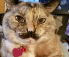 Кошка, похожая на Фредди Меркьюри и Чарли Чаплина, стала звездой соцсетей