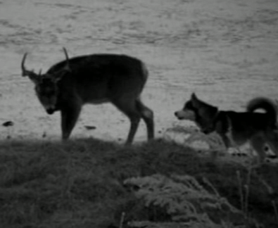 В Канаде собака убежала от хозяйки и "закрутила" роман с оленем