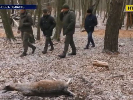 У лісі поблизу Луцька невідомі розстріляли 7 самиць ланей