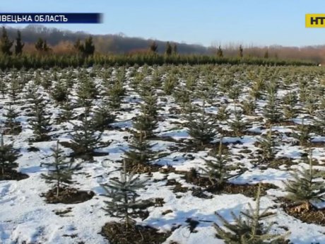 В Украине планируют продать на праздники полмиллиона елок