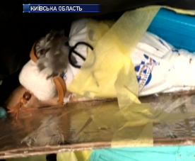 В аеропорту "Бориспіль" затримали українця, який намагався вивезти  двох соколів