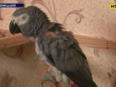 В Кропивницком спасли экзотического попугая