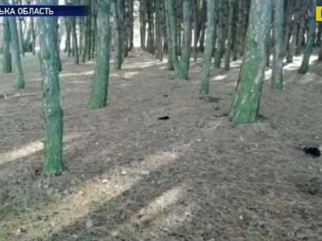 На Херсонщине в полях и в лесу нашли сотни трупов ворон