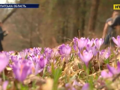 На Закарпатті цвіте шафран