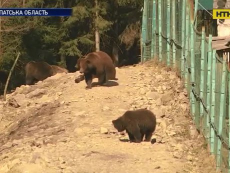 Закарпатские бурые медведи тоже ждут завершения карантина