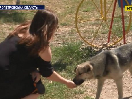 На Днепропетровщине разыскивают живодера, который искалечил нескольких бездомных собак