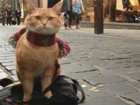 В Великобритании скончался один из самых известных в стране уличных котов по кличке Боб