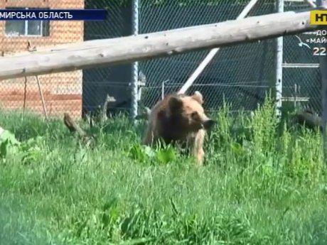 Житомирские медведи оказались на грани выживания