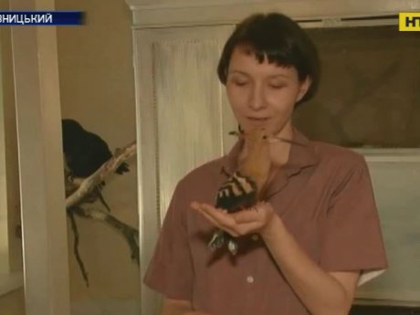 Притулок для тварин облаштувала в себе на кухні мешканка Кропивницького