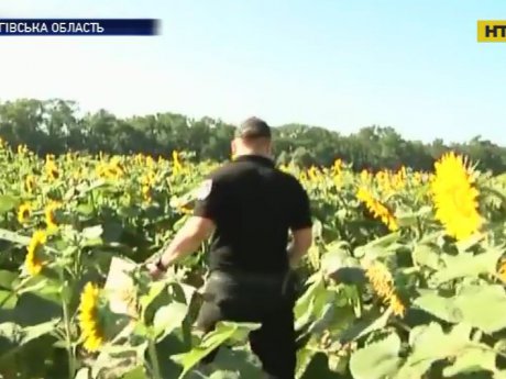 На Черниговщине в подсолнечном поле нашли восьмилетнего мальчика, которого жестоко зарезали