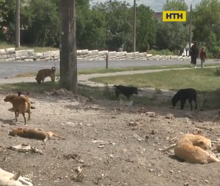 В Полтаве 70 собак остались на улице