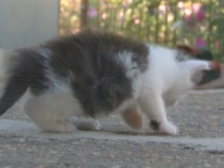 У Кропивницькому діти, рятуючи кошеня, отримали заяву в поліцію