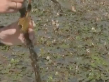 У Черкасах стрімко росте небезпечний для річок водяний горіх