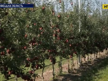 Цена на украинские яблоки резко возросла с начала года