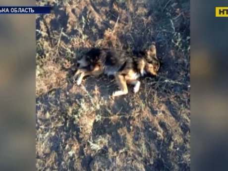 5 собак жестоко расстреляли в Одесской области