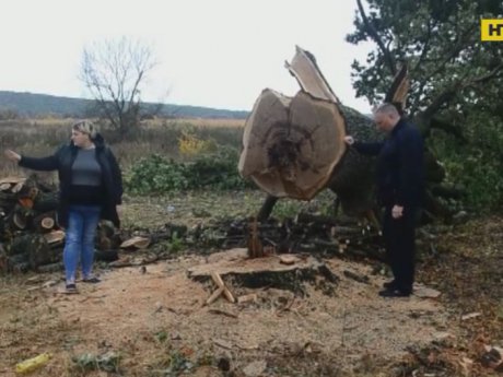 200-літній дуб зрубали на Полтавщині
