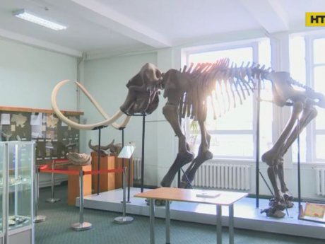 В Винницком музее появился зуб мамонта, которому 200 000 лет
