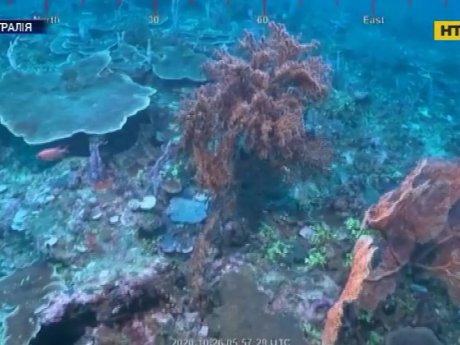 Біля берегів Австралії виявили риф-хмарочос