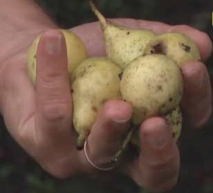 Столітню грушу, що є пам'ятним деревом родини Лесі Українки, відродили на Волині