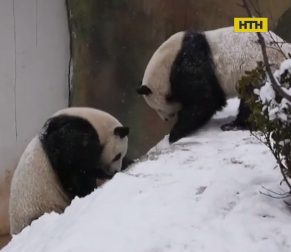 Китайский зверинец поделился забавным видео с зимними развлечениями панд