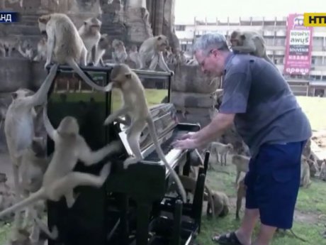Британский пианист и защитник дикой природы дает концерты для обезьян и слонов в Таиланде
