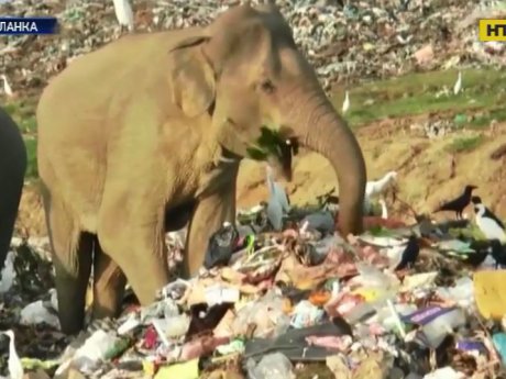 На Шри-Ланке дикие слоны питаются на свалке