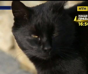На Буковине домашние коты уже не впервые превращаются в диких зверей и атакуют владельцев
